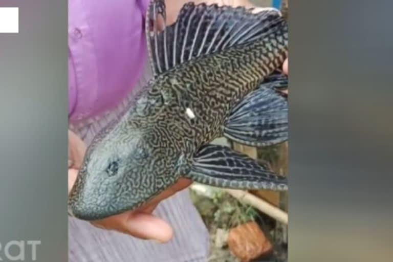 "Suckermouth Catfish" native to the 'Amazon River' found in Bihar, left experts worried