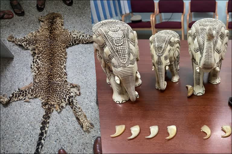 accused arrested for selling leopard skin, elephant ivory and tiger claws