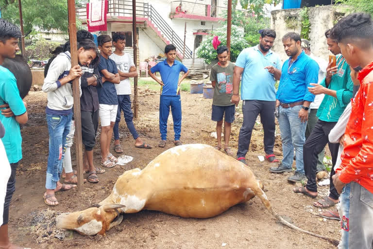 गाईला भोसकला चाकू