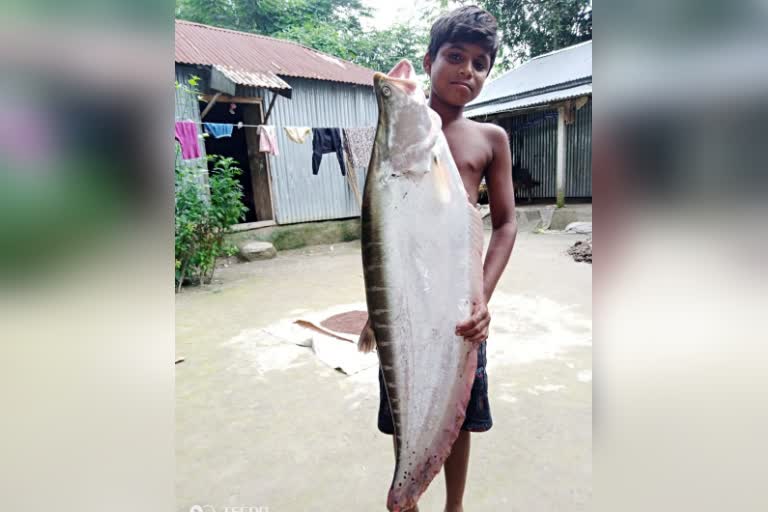 Chital Fish weight 10 Kg