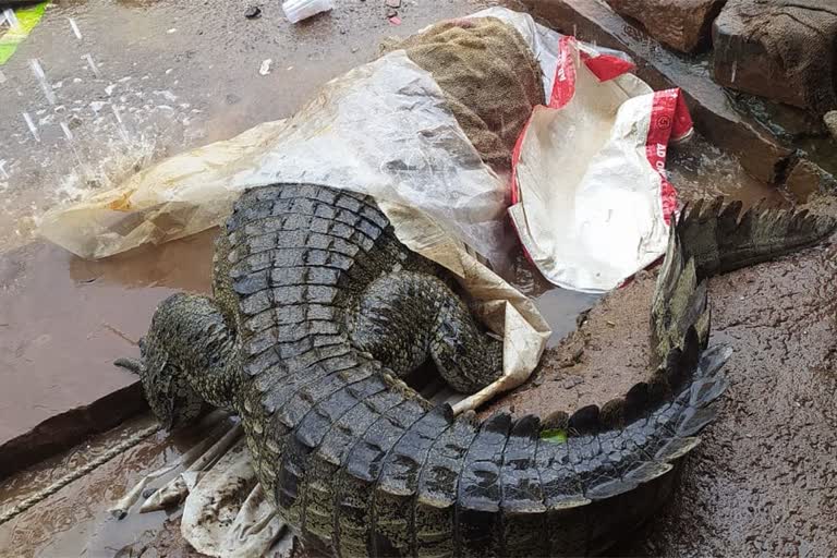 Shivpuri Crocodile Rescue