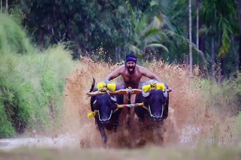 kantara film team express their opinion on kambala