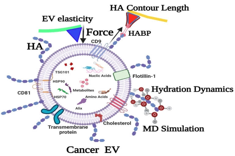 A team of scientists from Indian government has evolved a new molecular biosensor which will help detection of cancer much easier. Their recent study reveals Cancer cells secrete at least two times more sugar coated pouches which are called extracellular vesicles (EV) into the body fluids than normal cells, which will come in handy for non-invasive early cancer diagnosis.