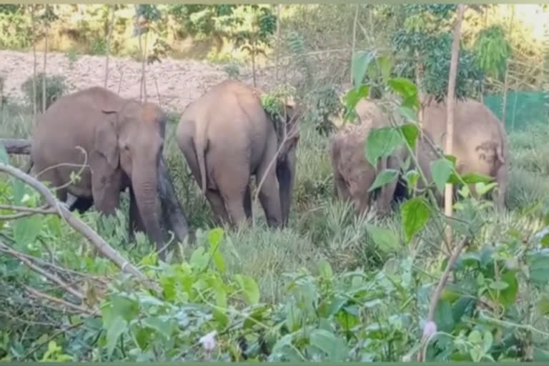 கன்னியாகுமரி அருகே தனியார் எஸ்டேட்டில் சுற்றித்திறியும் யானை கூட்டம்...!