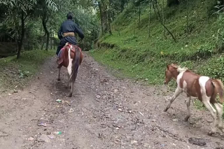 جنگلی جانور کے حملے میں بچہ ہلاک