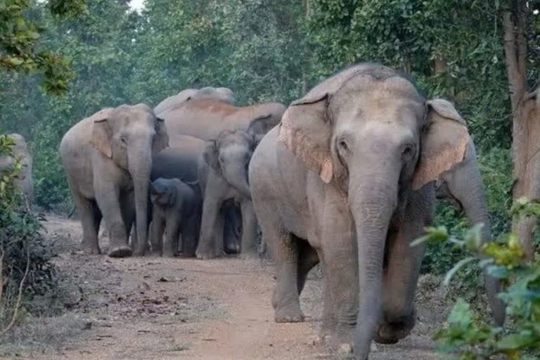 elephants reached village close to Ambikapur
