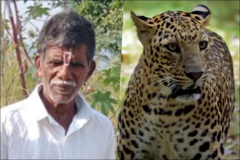 leopard-kills-a-farmer-in-chamarajanagar