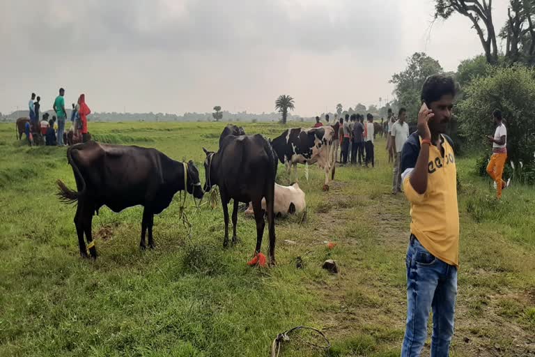 Action on animal smuggling in Dumka one arrested with three dozen cattle
