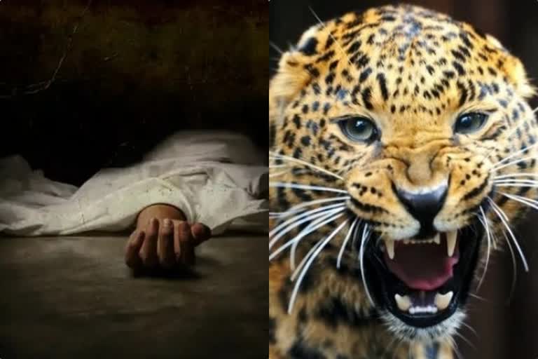 பசு மற்றும் விவசாயியை வேட்டையாடிய சிறுத்தை