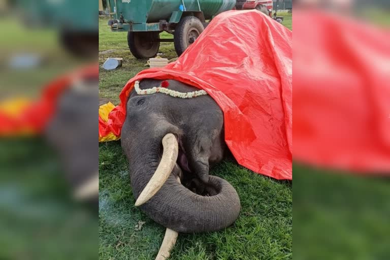 20 year old elephant died in Bandipur
