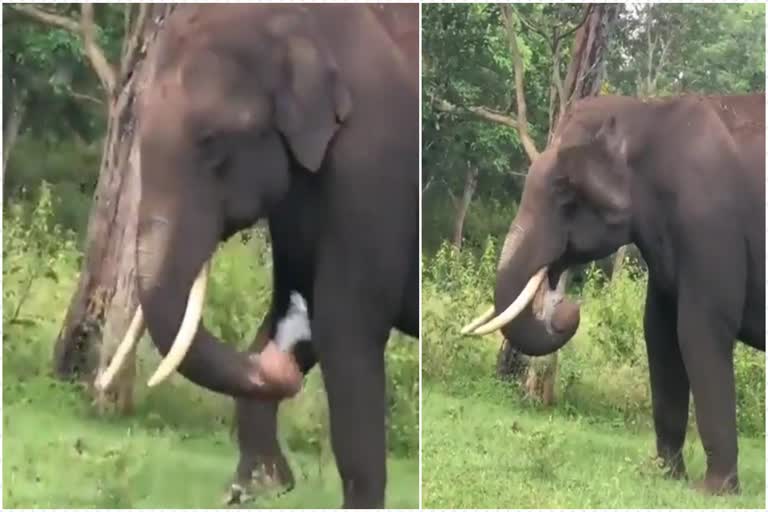 Elephant eats plastic on the road side  റോഡരികിൽ കിടന്ന പ്ലാസ്‌റ്റിക് കവർ തിന്ന് ആന  തമിഴ്‌നാട്ടിലെ മധുമലെ കടുവാ സങ്കേതത്തിൽ ആന  കർണാടക വൈറൽ വീഡിയോ  ദേശീയ വാർത്തകൾ  മലയാളം വാർത്തകൾ  national news  karnataka latest news  bandhipur viral video  elephant eating plastic viral video