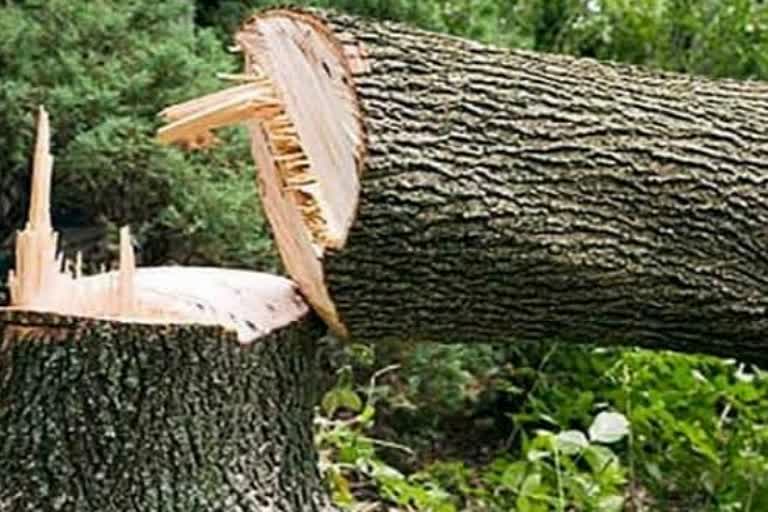 Tree Felling in Rajasthan