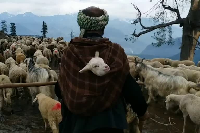 Nomad Bakerwals of Kashmir