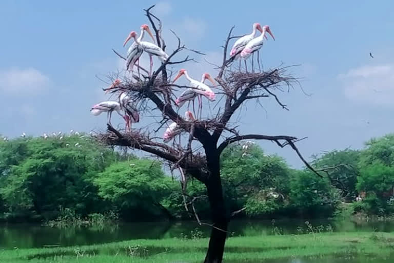 Declare Udaipuria a bird sanctuary, locals demand as several migratory birds seen here