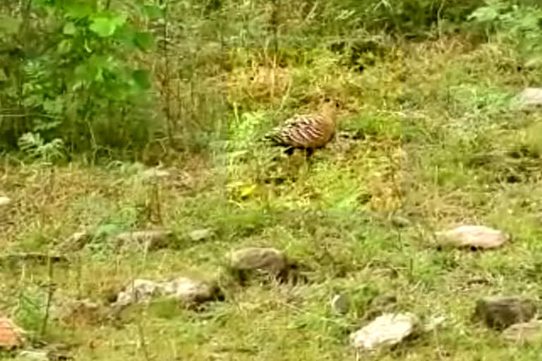Rare painted sandgrouse in Meda hills of Dausa  needs attention by government