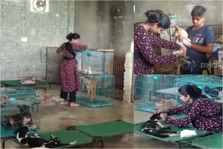 nidhi-tiwari-of-bilaspur-messiah-for-abandoned-animals