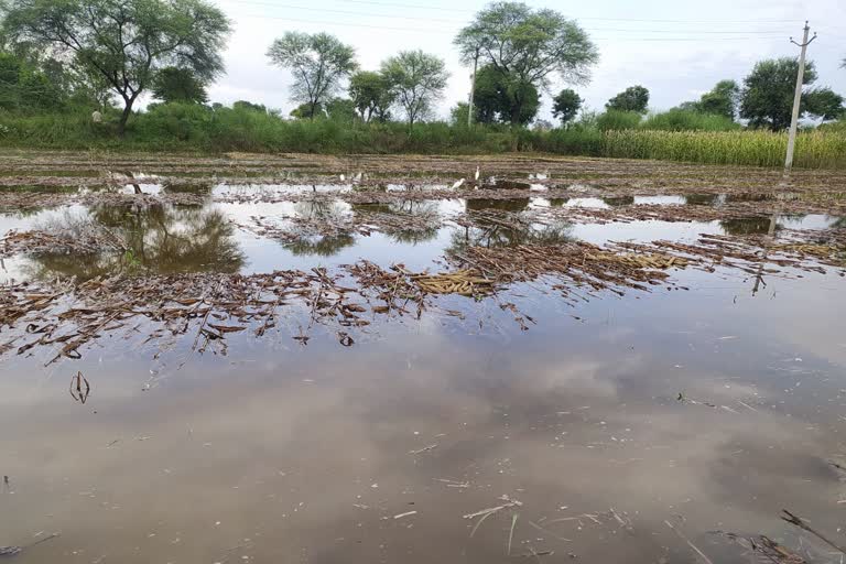 Kharif Crops in Dholpur