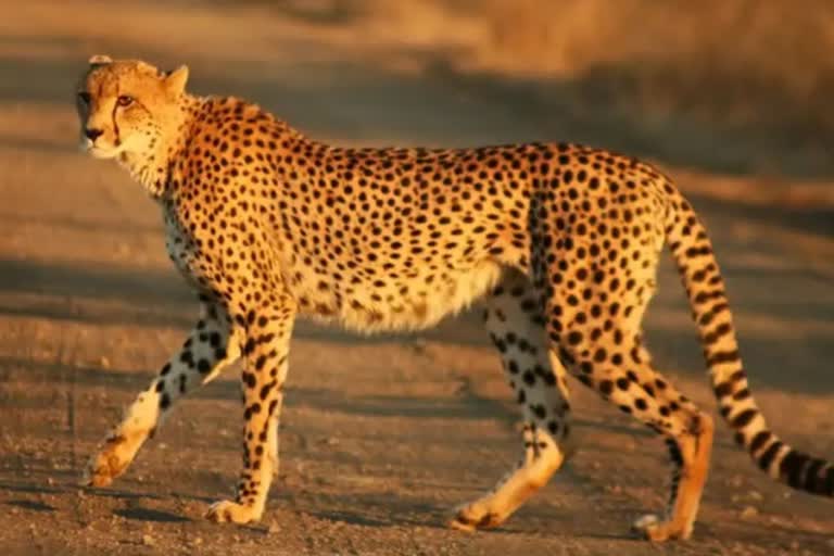 Project Cheetah helps Rajasthan tourism  പ്രൊജക്‌റ്റ് ചീറ്റ  രാജസ്ഥാൻ ടൂറിസം മേഘല  രാജസ്ഥാനിലെ കടുവ ടൂറിസം  രന്തംബോർ  കുനോ പൽപൂർ ദേശീയ ഉദ്യാനം  ചീറ്റകൾ ഇന്ത്യയിൽ  Project Cheetah  Rajasthan Tourism  Ranthambore Tiger Reserve  ദേശീയ വാർത്തകൾ  മലയാളം വാർത്തകൾ  malayalam latest news  national news  Kuno National Park