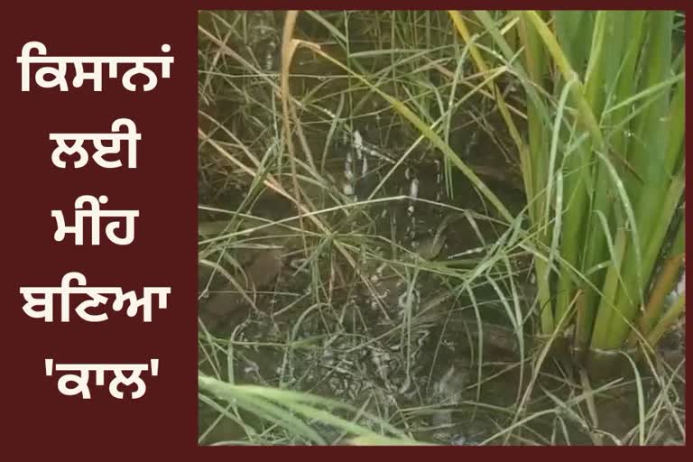 paddy crop in jalandhar