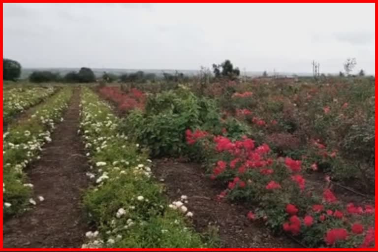 Osmanabad rose farming