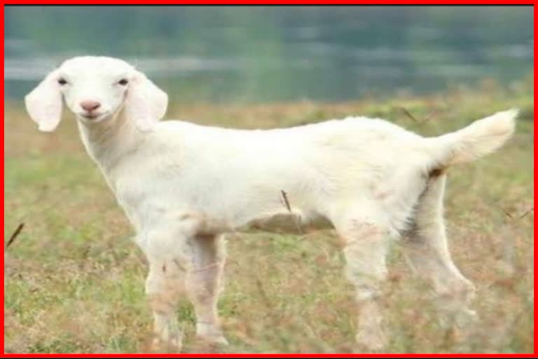 attempt to save the goat drowned in the river cost the owner life