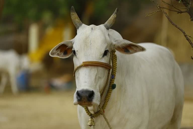 Satna Cows Hang on JCB