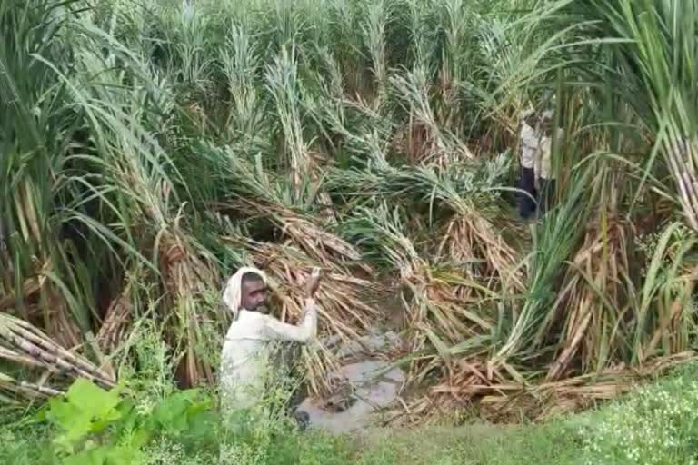 Heavy damage to sugarcane crop