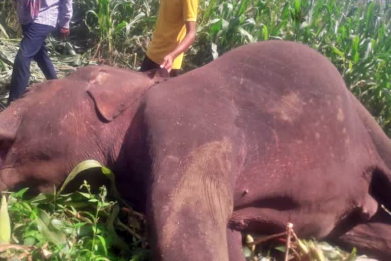 Two Elephants dies of electrocution