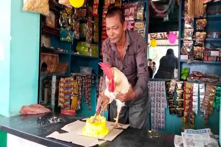 rooster birthday in dhamtari