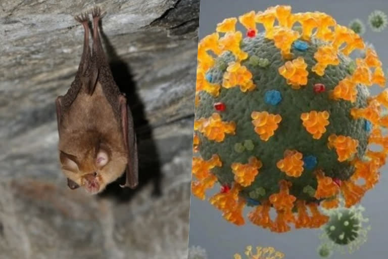 Khosta 2 virus in Russian Bats