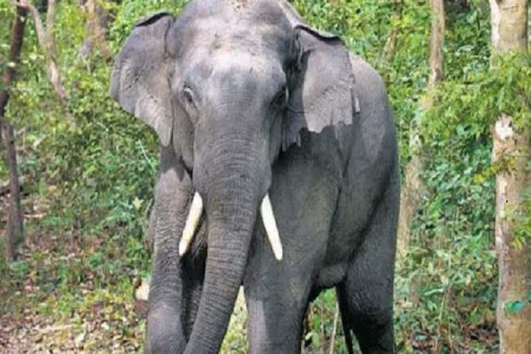 elephant attack in Jashpur