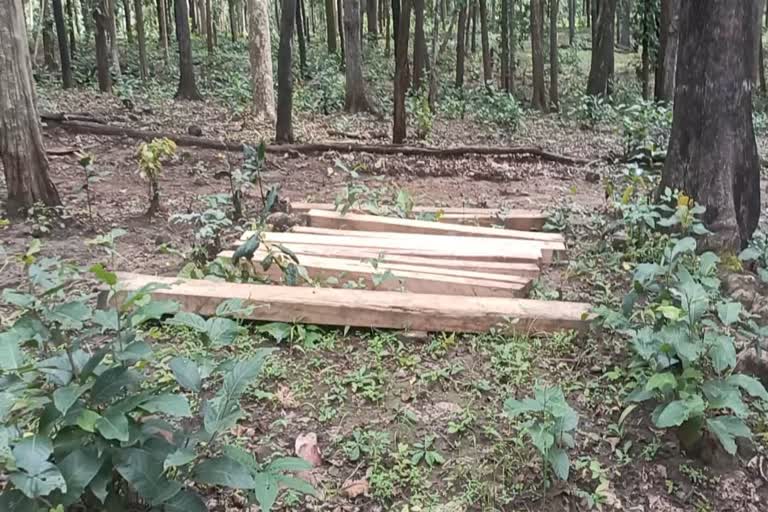 Smuggling of timber from Achanakmar Tiger Reserve