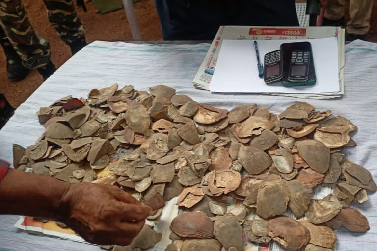 Pangolin skins