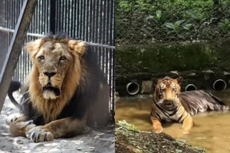 Tigers And Lions Exchange Maharashtra