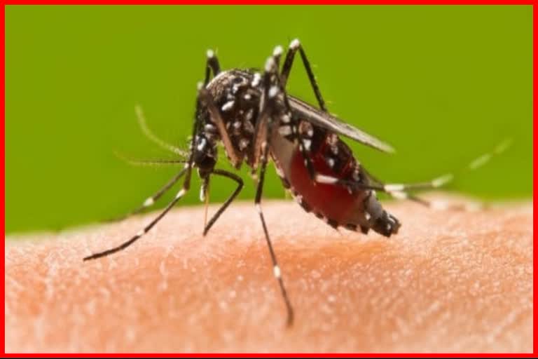 Double increase in number of malaria dengue gastro jaundice patients in Mumbai health department on alert