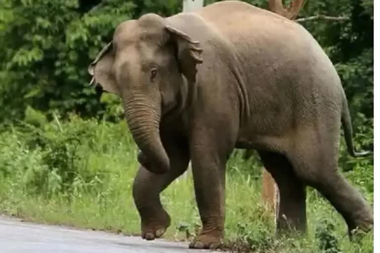 elephants in jharkhand