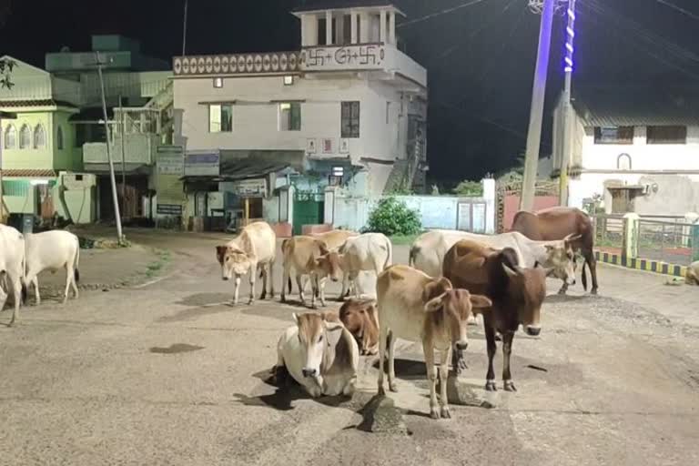 stray cattle problem in deogarh administration yet to take action