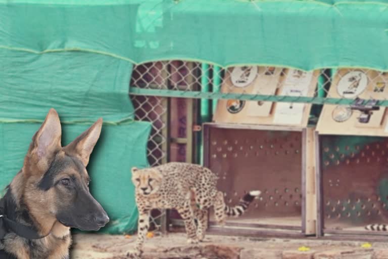 German Shepherd trained in Panchkula