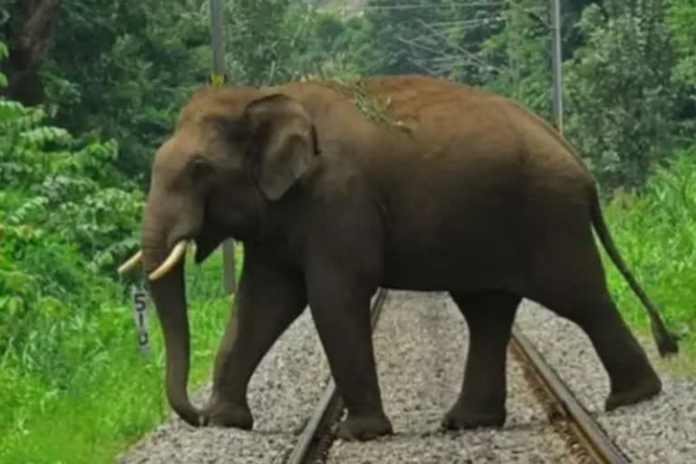 young man was trampled to death by an elephant  ആറളത്ത് കാട്ടാന ആക്രമണം  elephant attack at kannur  കാട്ടാന ചവിട്ടി കൊന്നു  കാട്ടാന ആക്രമണം  കേരള വാർത്തകൾ  മലയാളം വാർത്തകൾ  kerala latest news  malayalam latest news  elephant trampled to death