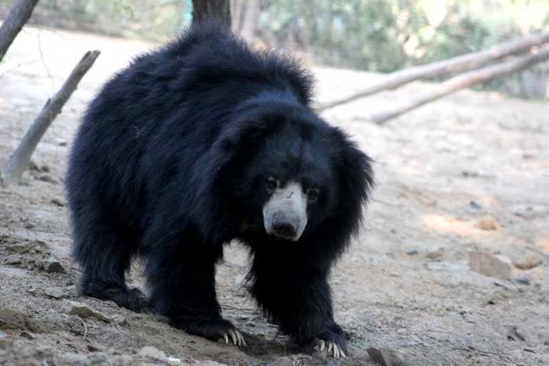 कांकेर के चारामा में भालू का हमला, बच्चा बुरी तरह से घायल