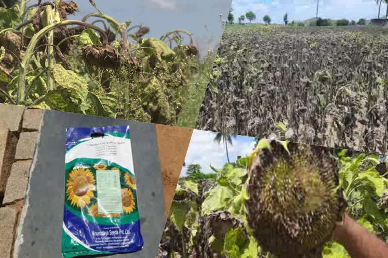 Sun Flower Crop Loss