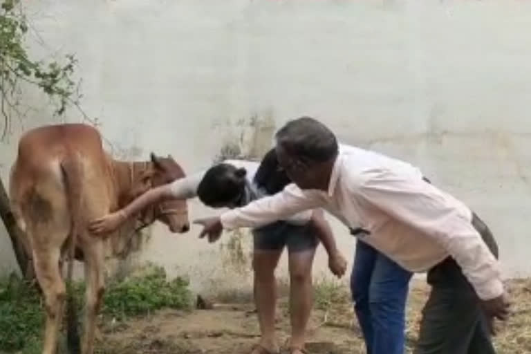 lumpy virus Prohibition cattle haat market