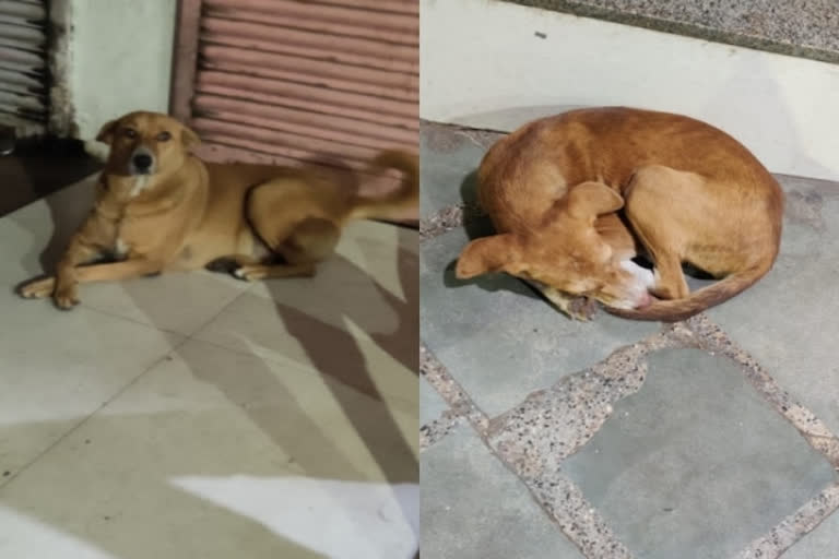 Case against 2 persons in Indore for torturing stray dogs by spraying petrol on them