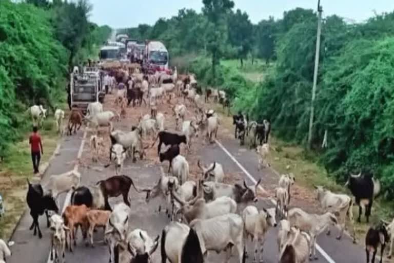 mp bhopal bad condition of cows