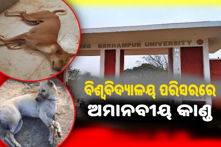 ଶିକ୍ଷା ଭଣ୍ଡାରରେ ଅମାନବୀୟ ଘଟଣା,କୁକୁରଙ୍କୁ ବାନ୍ଧି ରଖିଥିବା ବେଳେ ଉଦ୍ଧାର କଲେ ପଶୁପ୍ରେମୀ