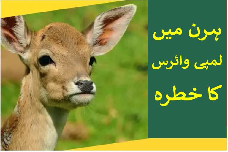 ہرن میں لمپی وائرس پھیلنے کا خطرہ، پی ٹی آر الرٹ