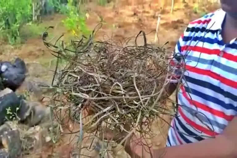 Karnataka: Crow's nest built using only iron wires stuns locals