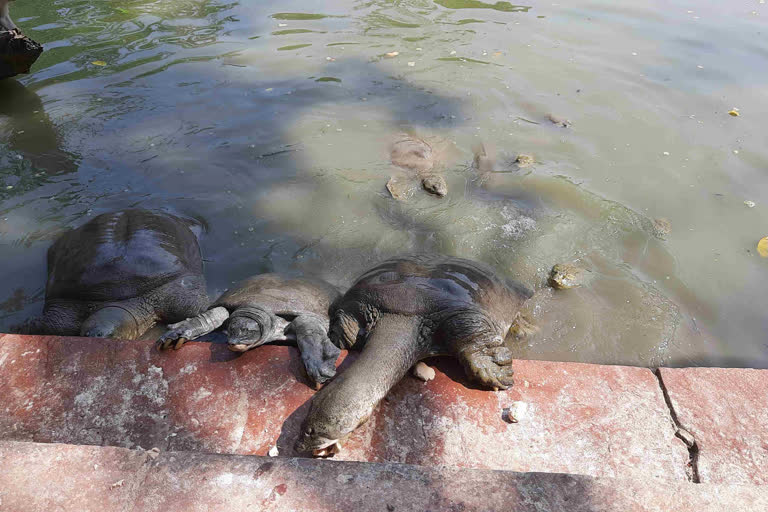 Keoladeo sanctuary treasure trove of turtles in Bharatpur