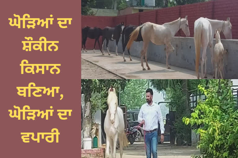 making good profit by trading horses farmer living in Jalandhar