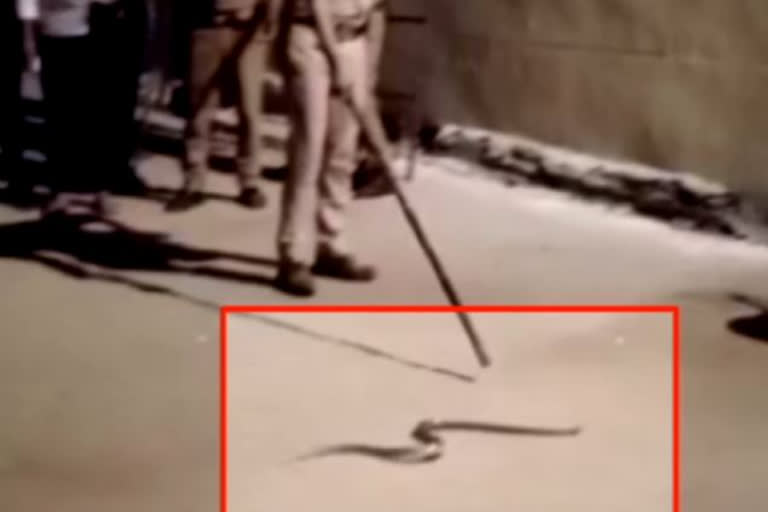 Snake at Roorkee counting centre triggers panic